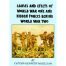 Causes and Effects of WW1 and WW2